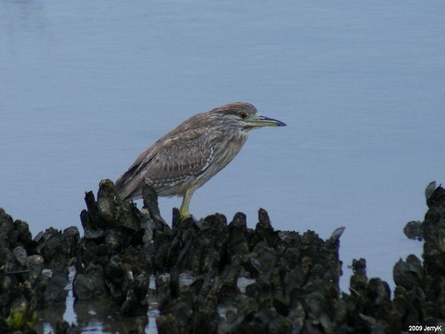 Black-crowned Night-Herons